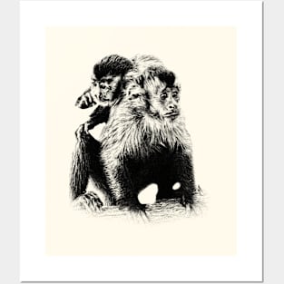 Tufted capuchin Posters and Art